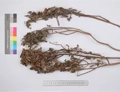 flagr是什么意思-爱游戏ayx娱乐